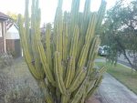 DSC00146.JPG