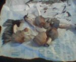 shrooms1.jpg