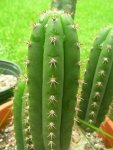 MG Peruvianus.jpg