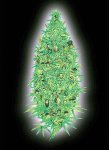 trippy photo bud.jpg
