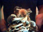 shroom2.jpg