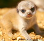 184-32838498.Meercat1.jpg