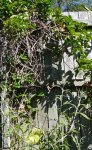 passionfruit&mugwort.jpg