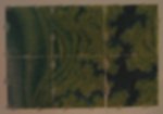 bush 002croped.jpg