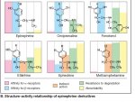 SAR of epinephrine derivatives.JPG