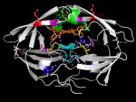 hiv1_pr-ritonavir_muthotspots.jpg