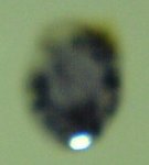 marquis2.jpg
