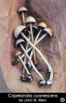 copelandia_cyanescens2_sm.jpg