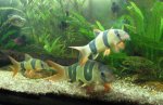 Clown Loach.jpg