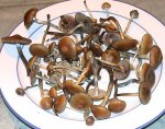 fungusporn1.jpg