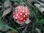 dscn4554.jpg