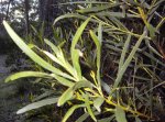 acacia33.jpg