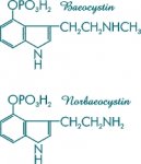 baeocystin.jpg