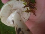 DSC05433.jpg