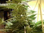 harvest_020.jpg