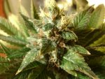 harvest_037.jpg