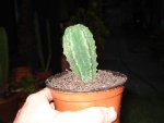 san pedro.jpg