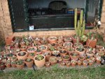 half collection full sun.jpg