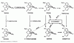 MetabolicPathway.GIF