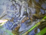frog spawn.JPG