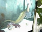 purple mouth moray.jpg