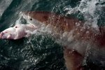 White pointer taking snapper.jpg