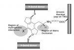 Phenethylamine-brain.jpg