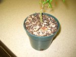 IMG_3449s.jpg
