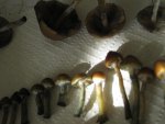 IMG_4305.jpg