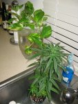 IMG_3451s.jpg