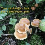 mushroom_mindkey.jpg mushroom_mindkey.jpg