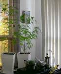 Egzoset's Alternative to MistMakers - Context View (2013-Sep-24) [400x480] .PNG