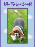 fun_love_bandit_basset_on_birthday_card-r10a9f2a5f75d4ff1956974fb127aef96_em0c6_307.jpg