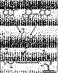 5,7-subst.gif