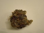 Purp2.jpg