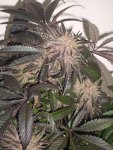 PurpleHashplant.jpg