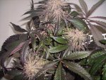 PurpleHashplant (2).jpg
