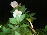 DSC02186.jpg