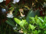 DSC02187.jpg