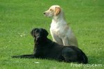 01_07_1---Pair-of-Dogs_web.jpg