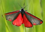 moth.jpg