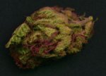 blooddiamond1.jpg