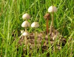 shrooms.jpg