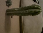 IMG00032-20100729-2020.jpg