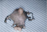 figure3b.gif