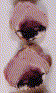 fig1.gif