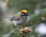 firecrest-xxx09a503.jpg