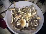 IMG_20110115_172256.jpg