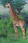 giraffe3.jpg giraffe3.jpg