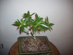 smallerbonsai.jpg